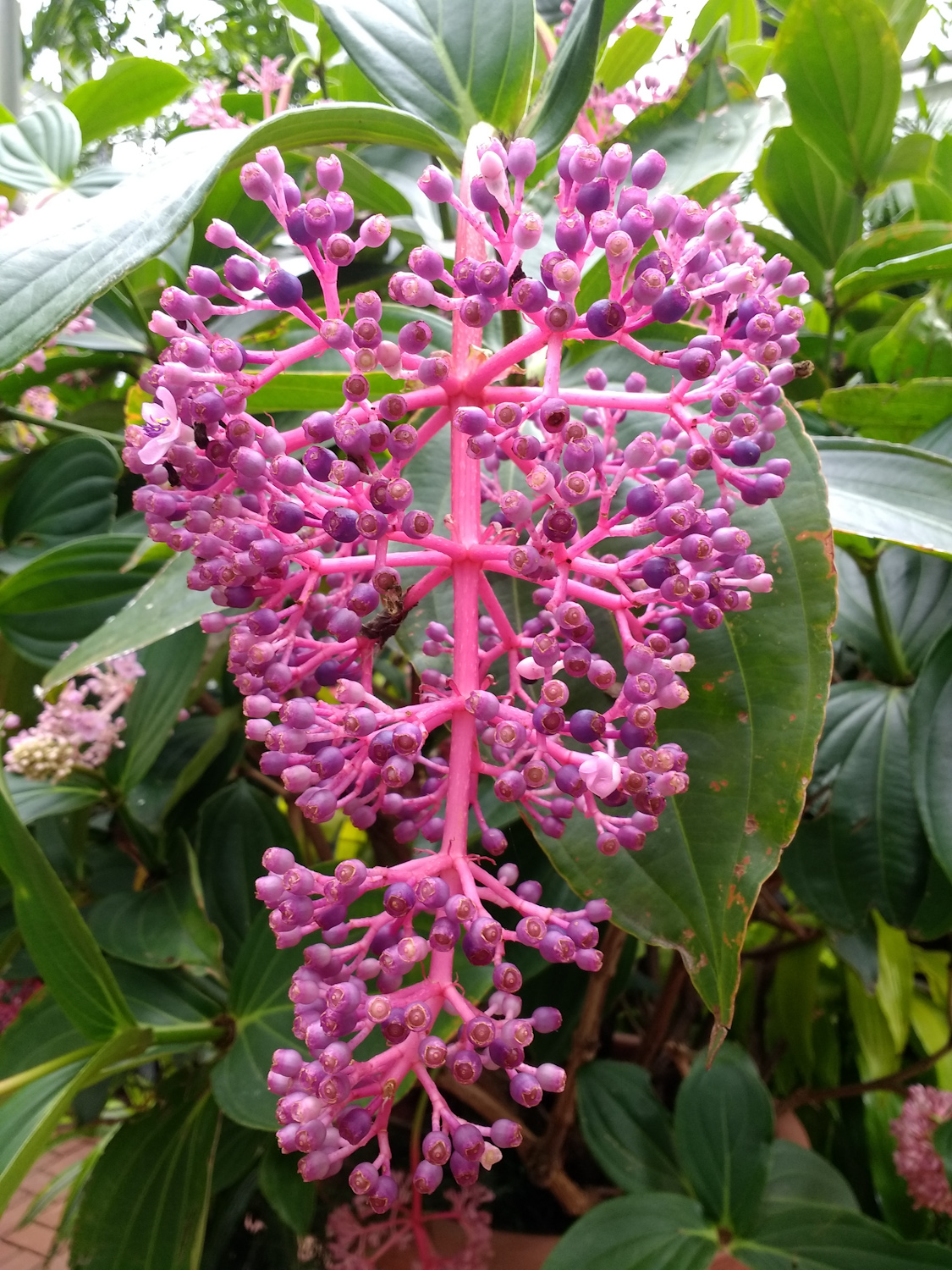 Medinilla